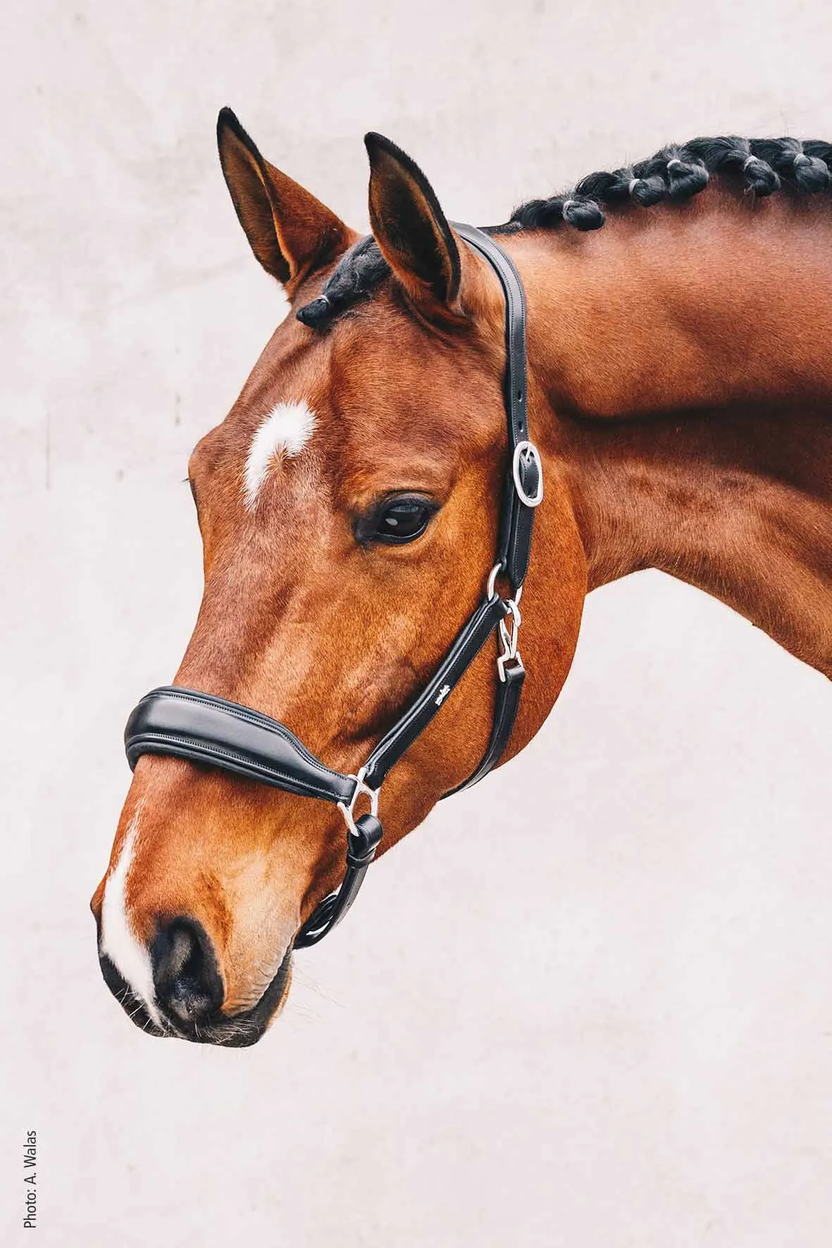 Schockemohle Fremont Brown  Leather Halter